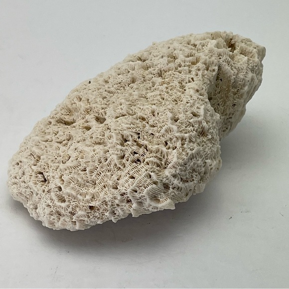 Fossil Rock Coral - Picture 6 of 10